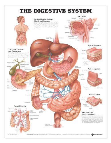 Digestive System and Nutrition Digestive System Diagram, Digestive System Anatomy, Medical Poster, Human Digestive System, Human Body Organs, Medical Posters, The Digestive System, Human Body Anatomy, Human Body Systems