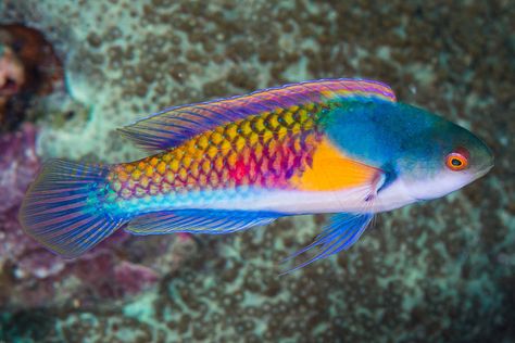 Yellow-flanked Fairy Wrasse:   Cirrhilabrus ryukyuensis  [Terminal-phase] - Bohol, Philippines Fresh Water Fish Tank, Salt Water Fish, Cool Fish, Saltwater Tank, Water Animals, Beautiful Sea Creatures, Rainbow Fish, Marine Fish, Underwater Creatures