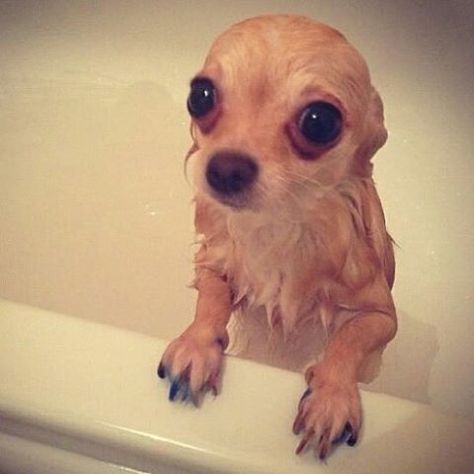 Are You Bathing Your Chihuahua With The Right Product?? Checkout on My Store "Collar Buddies" And Find the Right Products for your pooch. Flat 100% OFF This Black Friday. P.S--- CLICK THE LINK IN MY BIO #collarbuddies Pet Photos, Time Pictures, Chihuahua Lover, Cute Chihuahua, Chihuahua Love, Splish Splash, Tiny Dogs, Chihuahua Puppies, Chihuahua Dogs