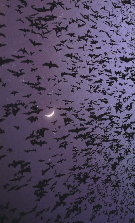 Bats Flying, Witchy Wallpaper, Gothic Aesthetic, Season Of The Witch, Witch Aesthetic, Fall Wallpaper, Halloween Wallpaper, I Wallpaper, Aesthetic Iphone Wallpaper