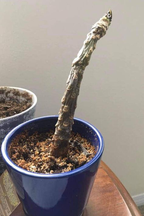 Plumeria Stem Rot (How to Identify, Fix, and Prevent) - Garden For Indoor Plumeria Garden Ideas Yards, Plumeria Indoor, Indoor Plumeria, Plumeria Care, Plumeria Tree, Greenhouse Growing, Plumeria Flowers, Easy Landscaping, Rock Garden Landscaping