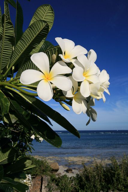 Plumeria blooms over the Indian Ocean at the luxury Alfajiri villas on Kenya’s Swahili Coast, 25 miles south of Mombasa (www.alfajirivillas.com). Image copyright www.amandacastleman.com. — at Diani Beach. Exotic Flowers, Mombasa, Diani Beach, Plumeria Flowers, Flower Therapy, Most Beautiful Flowers, Hawaiian Flowers, Trik Fotografi, Alam Yang Indah