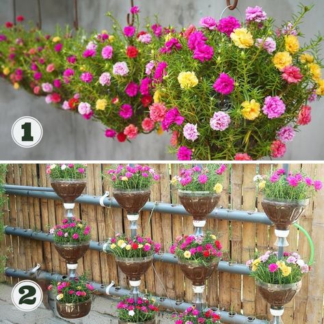 Flowers Garden Ideas, Diy Balcony Garden, Portulaca Flowers, Diy Balcony, Flower Places, Flowers Gardening, Organic Gardening Tips, Flowers Garden, Room Ideas Bedroom