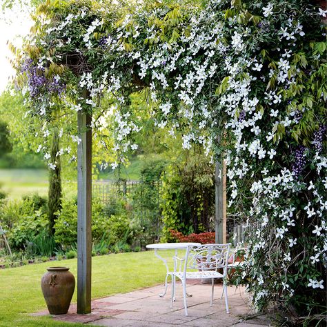 Climbing Roses Trellis, Clematis Trellis, Climbing Clematis, Pagoda Garden, Clematis Montana, Clematis Plants, Climbing Flowers, Jasmine Plant, Patio Pergola