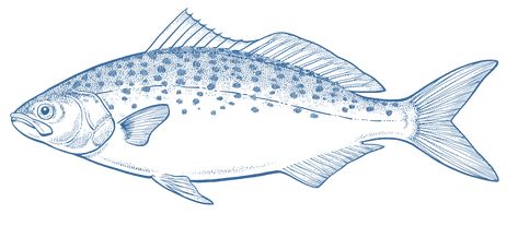 Mullet Fish, Trout Farm, Fish Png, Salmon Farming, Wild Caught Fish, Artsy Background, Fish Feed, Sustainable Seafood, Atlantic Salmon