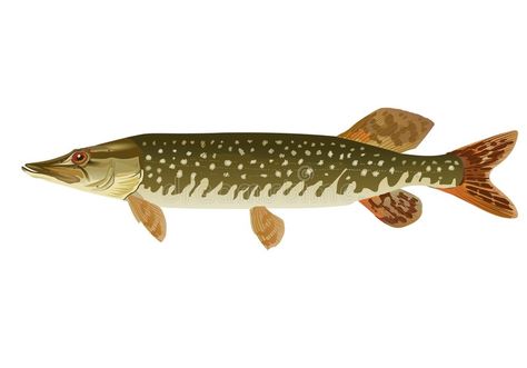 Pike. Fish , #AFF, #Pike, #Fish #ad Pike Fish Drawing, Pike Drawings, Pike Illustration, Pike Art, Pike Fish, Fish Pictures, River Stream, Mickey Mouse Clubhouse Birthday Party, Greyhound Art