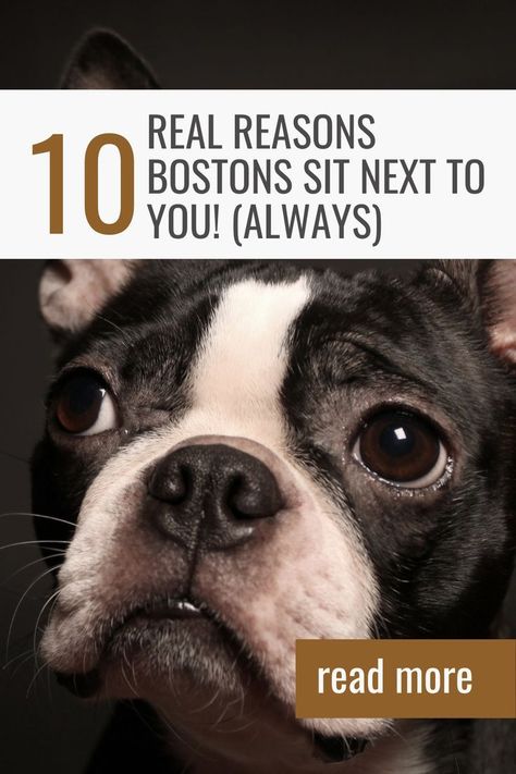 Why Does My Boston Terrier Always Sit Right Next to Me? Do you ever wonder why your Boston Terrier always seems to sit right next to you? It can be really cute, but sometimes it can be frustrating. Boston Terriers are known for being loyal and protective of their owners, so it’s not unusual for them to want to be close by. In this blog post, we will explore some of the reasons why Boston Terriers tend to sit close to their owners and offer some tips on how to stop them from doing so! French Bulldog Boston Terrier, Boston Terriers Cute, Miniature Boston Terrier, Boston Terrier Clothes, Brown Boston Terrier, Boston Terrier Illustration, Brindle Boston Terrier, Boston Terrier Puppies, Boston Terrier Rescue