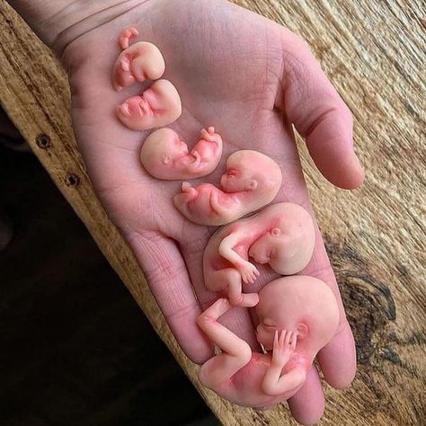 Healthy Pregnancy Tips🤰 on Instagram: “Fetus 6-12 weeks 😍 How amazing is this? Baby development is so fast and important during these weeks #healthypregnancy Via…” Nursery Room Ideas, Facts About Humans, Healthy Pregnancy Tips, Pregnancy Style, Maternity Inspiration, Nursery Room Inspiration, Real Moms, Trying To Conceive, Baby Development