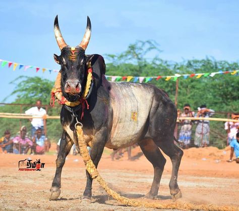 nani tallapureddy Jallikattu Photos Hd, Jallikattu Images Hd Wallpaper, Jallikattu Bull Images, Jallikattu Photos, Jallikattu Kaalai Hd Images, Jallikattu Images, Indian Bull Images, Nandi Bull, Shiva Angry