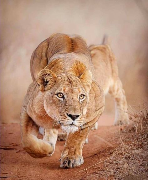 References Animals, Lioness Images, Big Cars, Vegetable Painting, Panthera Leo, Lions Photos, Lion Images, Cats Drawing, African Lion