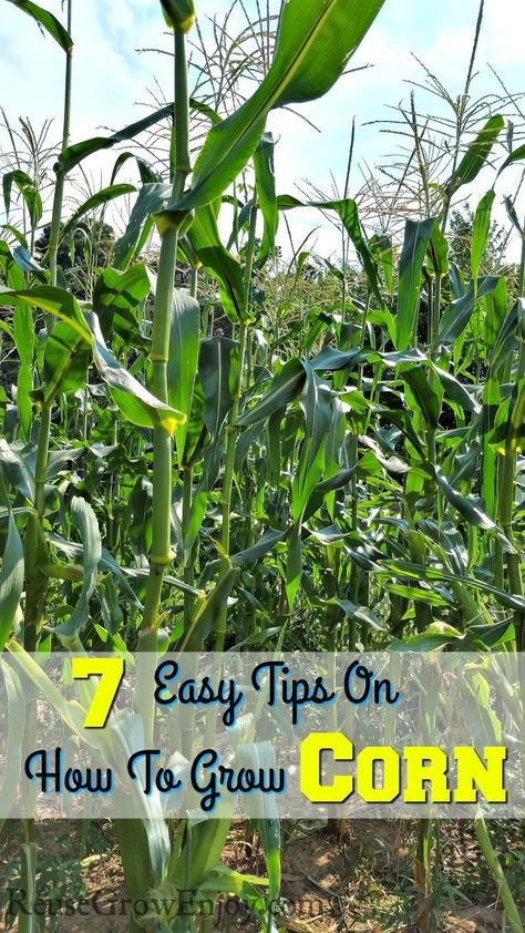 hinking about growing corn in your garden? Check out these 7 Easy Tips On How To Grow Corn! Bet you did not know about #4! When To Plant Corn, Corn Growing, Planting Corn, Growing Sweet Corn, Grow Corn, Suburban Homesteading, Farm Supplies, Vegetables Growing, Growing Corn