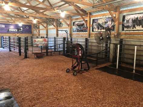 MITTAG Blog: Show Barn Ready For Summer Show Cattle Trailers, Show Pig Barn, Show Barn Ideas Cattle, Livestock Barn Plans, Show Cattle Barn Layout, Showing Steers, Cattle Barn Designs, Show Cattle Barn, Cattle Showing