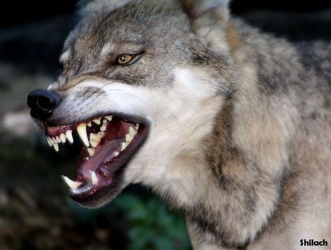 Snarling Wolf, Angry Wolf, Angry Animals, Wolf Photos, Wolf Wallpaper, Wolf Love, Wild Wolf, Wolf Pictures, Wolf Spirit