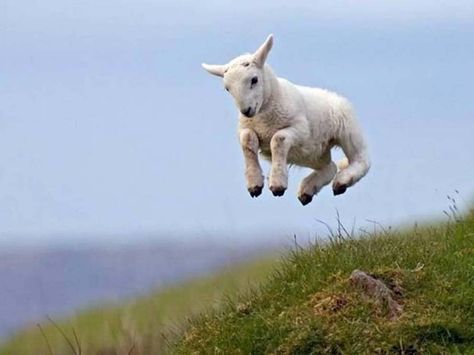 And the sheep who celebrated via frolicking. | The 50 Cutest Things That Ever Happened Happy Happy Happy, Dairy Goats, Animal Magic, Sheep And Lamb, A Sheep, Baby Goats, Springer Spaniel, Zulu, Cavalier King Charles