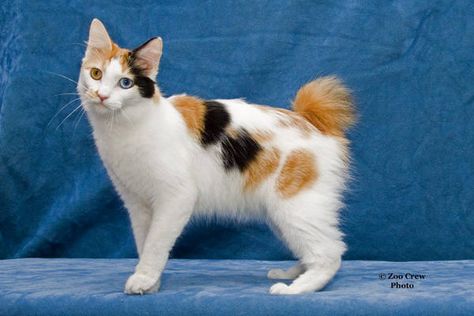 kurisumasu.org - Award Winning Japanese Bobtails Bobtail Cat, Japanese Bobtail, Frida Art, Japanese Cat, Cat Pose, Warrior Cat, Calico Cat, Domestic Cat, Cat Aesthetic