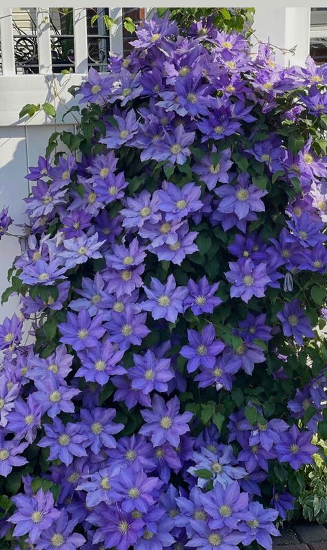 Clematis Care, Clematis Plants, Clematis Flower, Flower Window, Flower Guide, Diy Backyard Landscaping, Outdoor Paint, Creative Gardening, Beautiful Bouquet Of Flowers