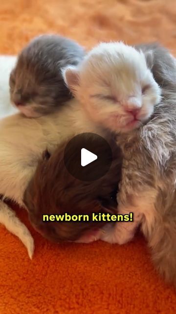 Lady Cuddles Meow on Instagram: "How To Take Care Of (Episode 3): NEWBORN KITTENS 🐱✨" Kitten Videos Cutest, How To Cuddle, Baby Kitten Videos, Kitten Ideas, Kitten Lady, Kitten Quotes, Kitten Cuddle, Tiny Kittens, Newborn Kittens