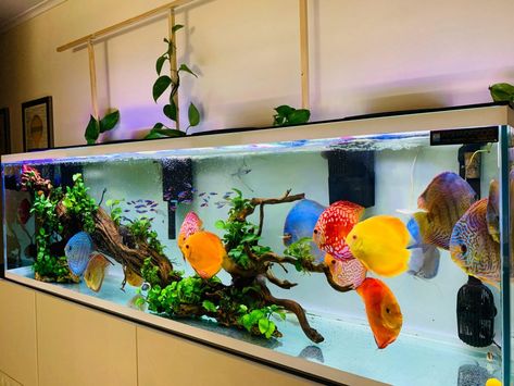 Discus Fish Tank, Tank Video, Discus Tank, Discus Aquarium, Cichlid Aquarium, Fish Tank Themes, Amazing Aquariums, Cool Fish Tanks, Fish Tank Design