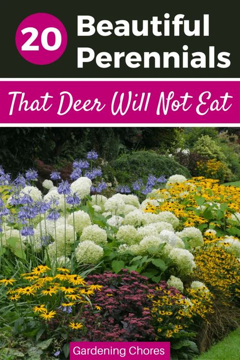 20 Colorful Deer-Resistant Perennials for Your Sun and Shade Spaces Reseeding Annuals, Pavers Pathway, Deer Resistant Garden Plans, Deer Repellant Plants, Garden Bed Border, Deer Resistant Landscaping, Deer Repellent, Deer Proof Plants, Deer Resistant Flowers