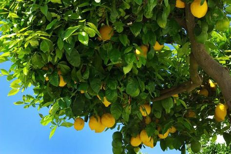 Lemon trees have glossy, evergreen foliage. Sepp Holzer, Growing Citrus, Fruit Tree Garden, Fruit Growing, Companion Gardening, Garden Companion Planting, Growing Tomatoes In Containers, Companion Plants, Gardening Techniques