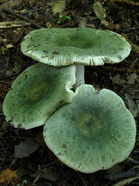 russula subgraminicolor, fricks cave, southeastern cave conservancy preserve, walker county, georgia 2 Lichen Moss, Mushroom Pictures, Plant Fungus, Slime Mould, Mushroom Fungi, Wild Mushrooms, Mushroom Art, Green Aesthetic, Bird Bath