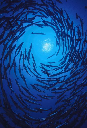 Schooling ~ Underwater photography by David Hall Clownfish, Looking Up From Underwater, School Of Fish Photography, Under Water Photography, Sea Dragons, Underwater Scenes, Water Aesthetic, Color Script, 타이포그래피 포스터 디자인