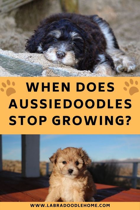 When Do Aussiedoodles Stop Growing? - What You Should Know! Toy Aussiedoodle, Australian Labradoodle, Best Dog Training, Purebred Dogs, Miniature Poodle, Puppy Food, Standard Poodle, Popular Dog, Toy Poodle