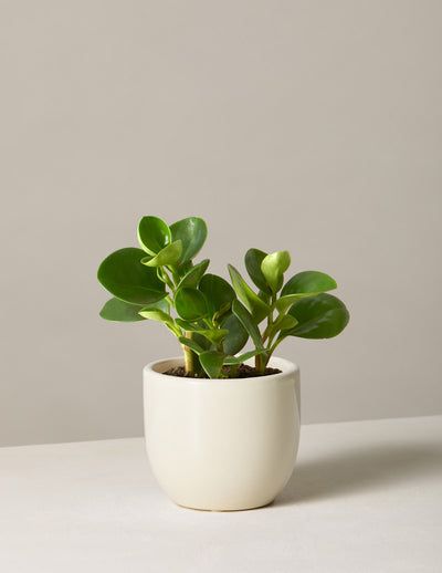 Baby Rubber Plant, Peperomia Obtusifolia, Peperomia Plant, Plant Signs, Rubber Plant, Plant Delivery, Winter Plants, Best Indoor Plants, Easy Care Plants