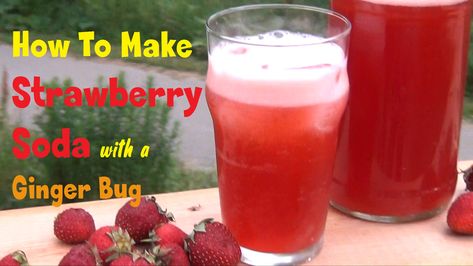 Strawberry Soda Using A Ginger Bug - I Cook And Paint Ginger Bug Soda, Strawberry Soda Recipe, Ginger Beer Recipe, Ginger Soda, Homemade Rootbeer, Ginger Bug, Lacto Fermented, Farming Ideas, Healthy Soda