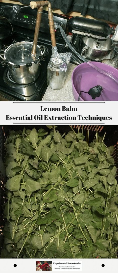 Lemon Balm Essential Oil, Hair Mask For Dry Hair, Mask For Dry Hair, Hair Mask Diy, Mask For Damaged Hair, Oil Extraction, Wild Food Foraging, Diy Hair Mask For Dry Hair, Homemade Essential Oils