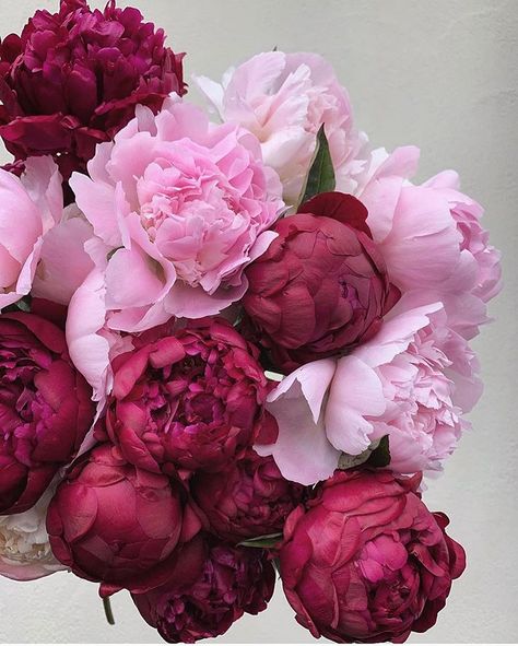 Debby: Botanica Trading on Instagram: “PINK PEONIES. Two of my favourite pink peonies especially the dark wine coloured one. Happy Sunday to you all. Repost from…” Pink Peonies, Flower Therapy, Tapeta Pro Iphone, Peonies Bouquet, Peony Flower, Pink And Red, Flowers Nature, Beautiful Blooms, Flower Wallpaper