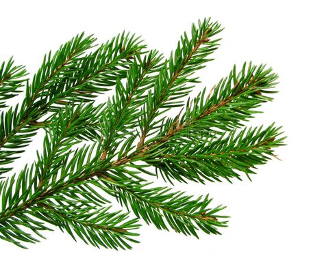 Balsam Fir, Pine Needles, Fresh Green, Tree Branches, Christmas Art, Stock Images Free, Abstract Design, Christmas Tree Decorations, White Background