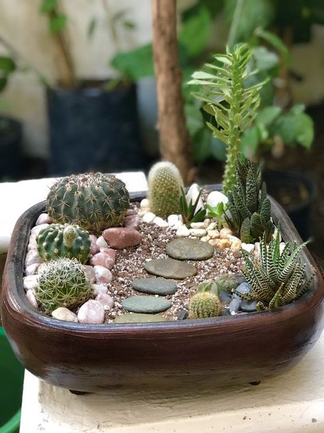 Cactus Garden Pot, Cactus Pots Ideas, Cactus Arrangements Ideas, Cactus Planter Ideas, Cactus Garden Ideas, Mini Cactus Plants, Mini Cactus Pots, Indoor Cactus Garden, Succulent Arrangements Diy