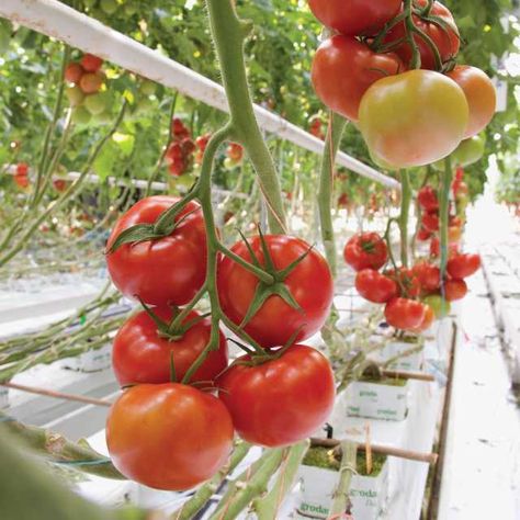 10 Greenhouse Tomato Varieties to Consider - Greenhouse Grower Tomato Greenhouse, Greenhouse Tomatoes, Spring Perennials, Tomato Varieties, Diy Greenhouse, Mythology Art, Glass House, Hydroponics, Tomatoes