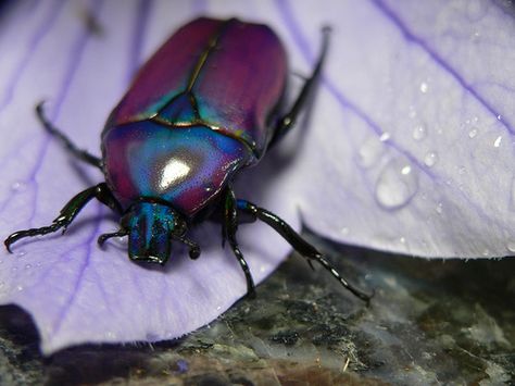 Purple Insect, Beetle Aesthetic, Purple Beetle, Cool Insects, Cool Bugs, Mazzy Star, Lovely Creatures, Beautiful Bugs, Creepy Crawlies