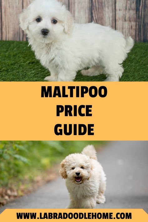 Maltipoo dogs love to curl up on your couch as much as they enjoy playing fetch! These little puppies are brilliant, kind, and above all, extremely adorable. Hence, it’s no surprise that many pet parents are eager to adopt cute little Maltipoo puppies. Here is a Maltipoo Price Guide and more to help you understand how you can make your ... Toy Maltipoo Full Grown, Maltipoo Puppy Haircuts, Teacup Maltipoo Puppy, Teacup Maltipoo For Sale, Maltipoo Haircut Styles, Maltipoo Full Grown, Mini Maltipoo, Toy Maltipoo, Maltipoo Breeders