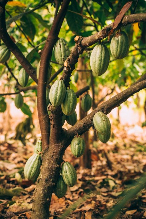 Creole Aesthetic, Cocoa Ceremony, Cacao Aesthetic, Cacao Packaging, Cacao Plant, Chocolate Plant, Dandelion Chocolate, Cocoa Tree, Cocoa Plant