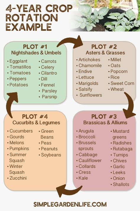 Performing a crop rotation is one of the most important things you can do for the health of your garden soil and your vegetable plants as well! Find out everything you need to know so you can have a successful garden this year with our simple tips and tricks! Tattoo Plant, Vegetable Garden Planning, Homestead Gardens, Crop Rotation, Veg Garden, Home Vegetable Garden, Vegetable Garden Design, Food Garden, Garden Layout