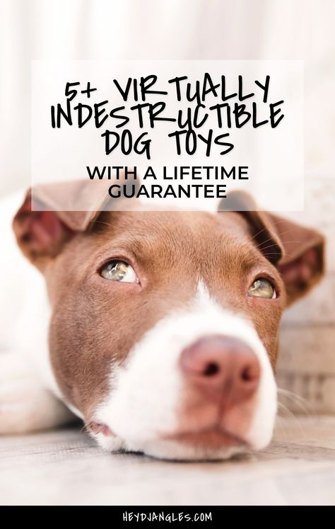 Tired of buying replacement toys for your power chewer? Check out 5 virtually indestructible dog toys with a lifetime guarantee, right here! Homemade Dog Toys For Chewers, Toys To Keep Dogs Busy, Best Chew Toys For Puppies, Strong Dog Toys, Indestructible Dog Toys, Dog Distraction Toys, West Paw, Dog Toys For Aggressive Chewers, K9 Dogs