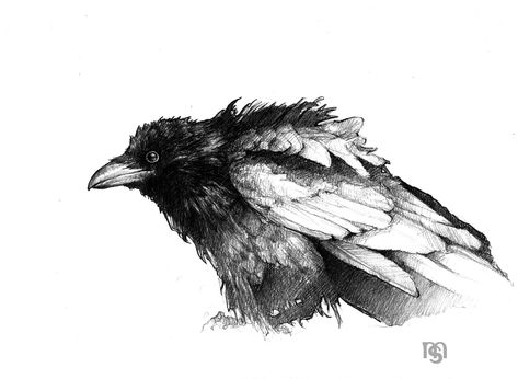 Raven, Melanie Steinke on ArtStation at https://www.artstation.com/artwork/XOvBy Raven Illustration, Crows And Ravens, The Crows, Raffle Prizes, Raven Tattoo, Ink Illustrations, Ink Pen, Crows, Ravens