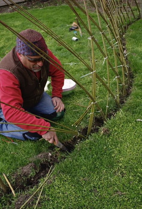 Living Willow Fence, Willow Dome, Willow Fence, Willow Garden, Living Willow, Play Structures, Natural Fence, Living Fence, Willow Weaving