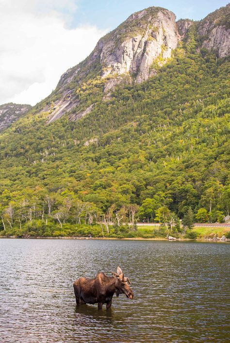 NH State Parks - Franconia Notch State Park