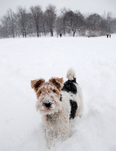 Wired Fox Terrier, Fox Terrier Puppy, Back To University, Wirehaired Fox Terrier, Wired Haired Fox Terrier, Lakeland Terrier, Fox Terriers, Toy Fox Terriers, Wire Fox Terrier