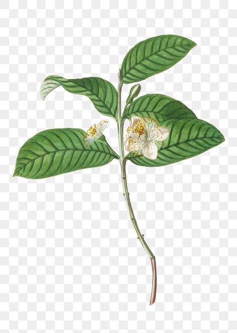 Guava Tattoo, Guava Flower, Guava Leaves, Flower Illustration, Antique Art, Design Element, Flower Design, Design Resources, Flower Designs