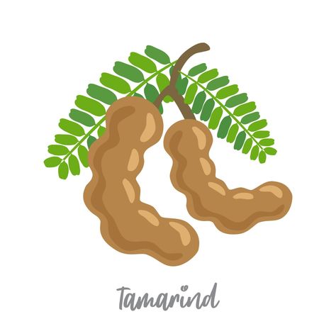 Vector image of two brown tamarind pods Tamarindo, Tamarind Illustration, Tamarind Drawing, Tamarind Vector, Thailand Scrapbook, Tamarind Plant, Candy Business, Tamarind Fruit, Truck Ideas