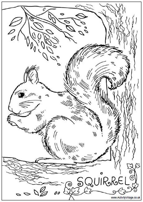 Squirrel colouring page Squirrel Coloring Page, Scottish Animals, Tree Coloring, Squirrel Pictures, Adult Colouring Pages, Fall Coloring Pages, Wood Burning Patterns, A Squirrel, Wood Burning Art