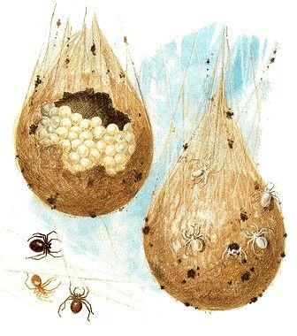 Spider egg sacs Spider Egg Sack, Spider Unit, Spider Eggs, Insect Eggs, Spider Baby, Raven Bird, Holiday Crafts For Kids, Arthropods, Baby Bird