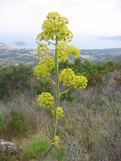 The health benefits, medicinal properties, therapeutic dosage and side effects of the medicinal herb Asafetida (Ferula assa-foetida.) Home Remedies For Bronchitis, Healing Herbs, Menorca, Floral Display, Natural Home, Natural Home Remedies, Medicinal Herbs, Medicinal Plants, Botany