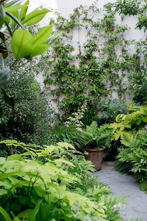 STUDIO CULLIS | Projects | Chelsea Courtyard Garden Shade Courtyard Garden, Sunny Courtyard Garden, Shady Courtyard, Garden Therapy, Shady Courtyard Garden, High Walled Courtyard Garden, Innercourt Garden, London Small Garden, Fern Courtyard