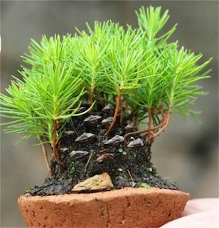 Dishfunctional Designs: DIY Pine Cone Bonsai - How To Make A Pine Cone Bonsai